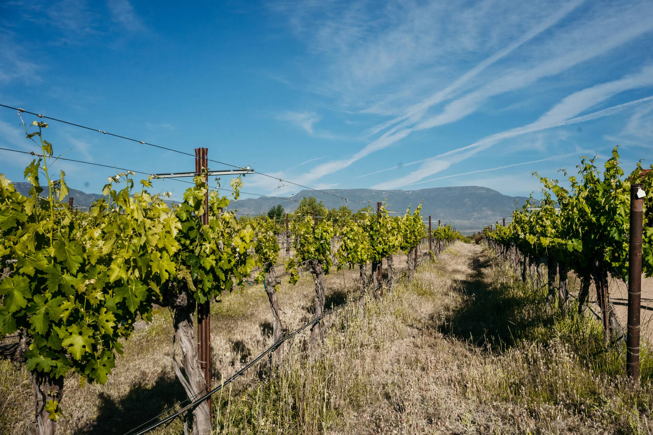 Ripe vineyard rows with clear sky and mountain backdrop under sunny weather.