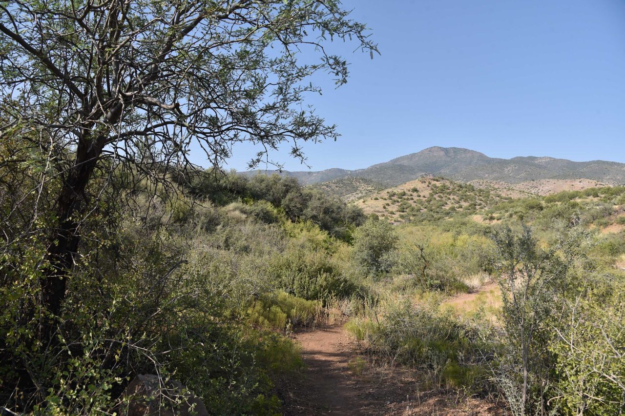 Scenic desert trail surrounded by greenery, leading to mountains under clear skies