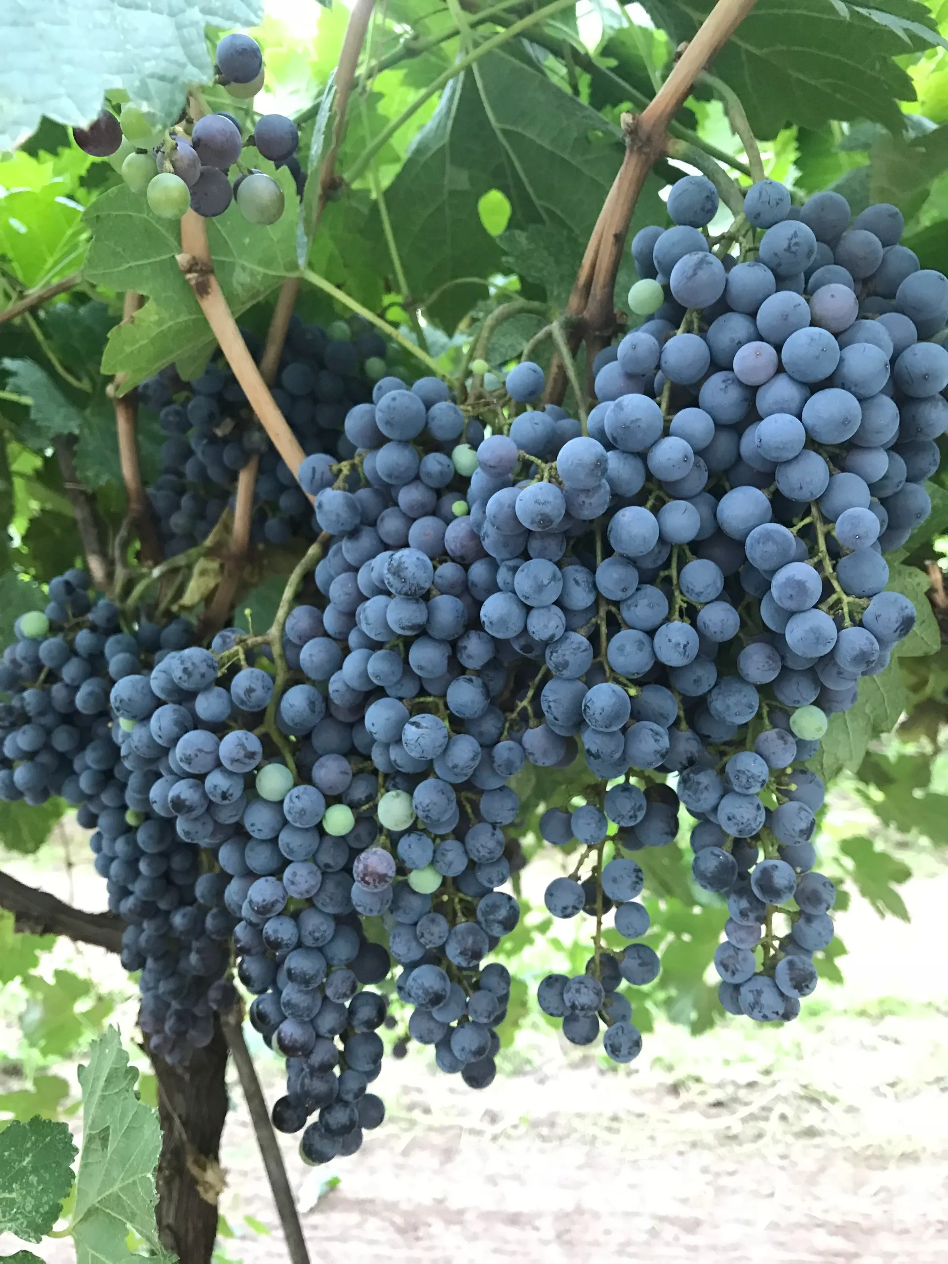 Ripe purple grapes growing on a green vine outdoors.