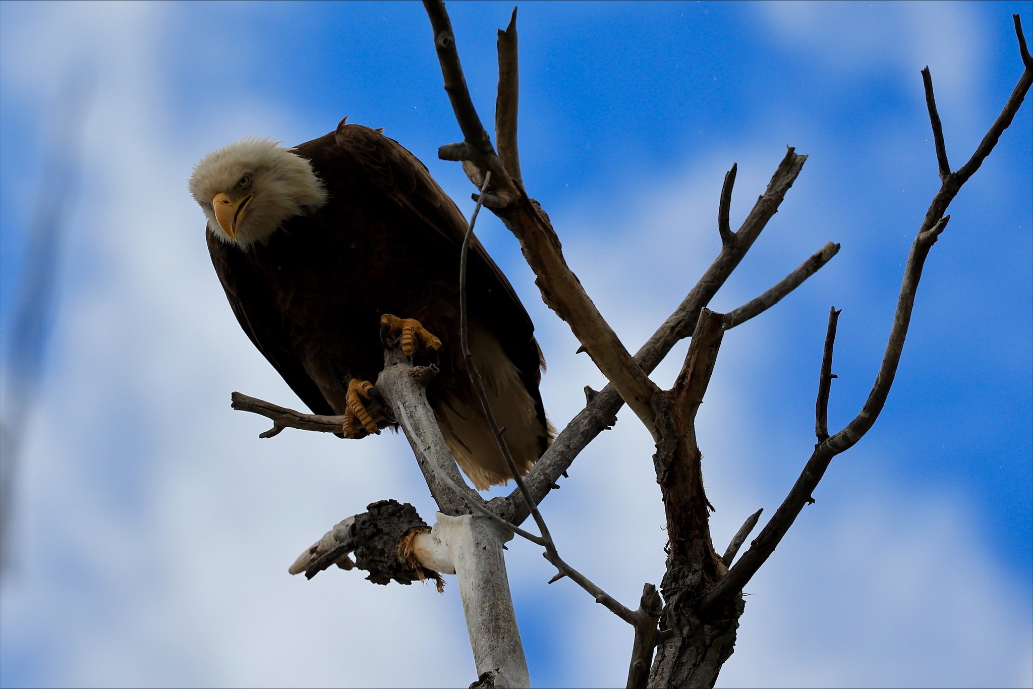 Bald eagle perched on bare tree branch with prey