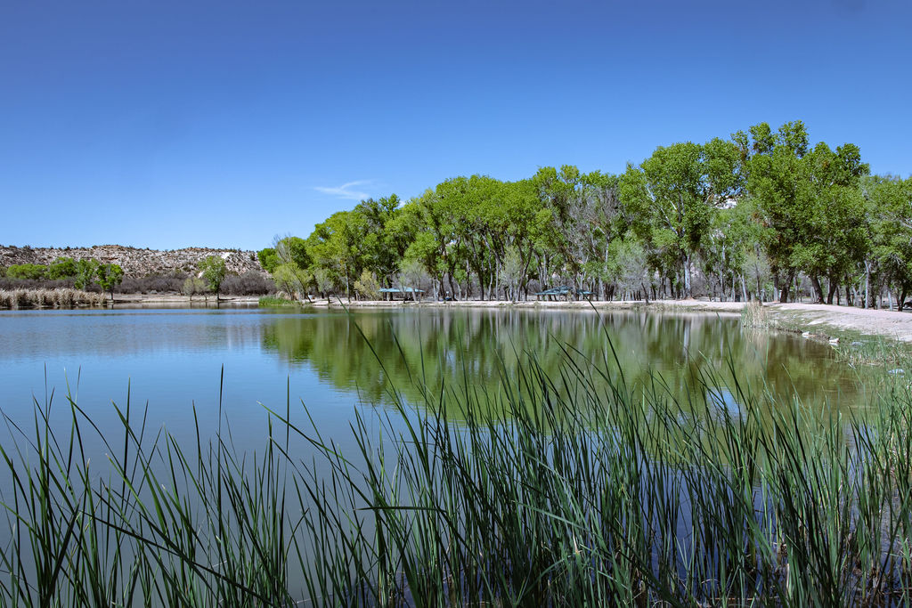 Scenic lake surrounded by tall trees and lush greenery under clear blue sky