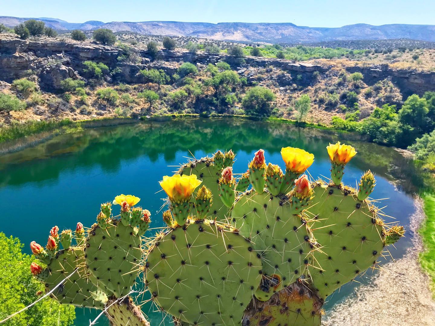 Bright cactus blooms by tranquil desert lake with scenic mountain backdrop.