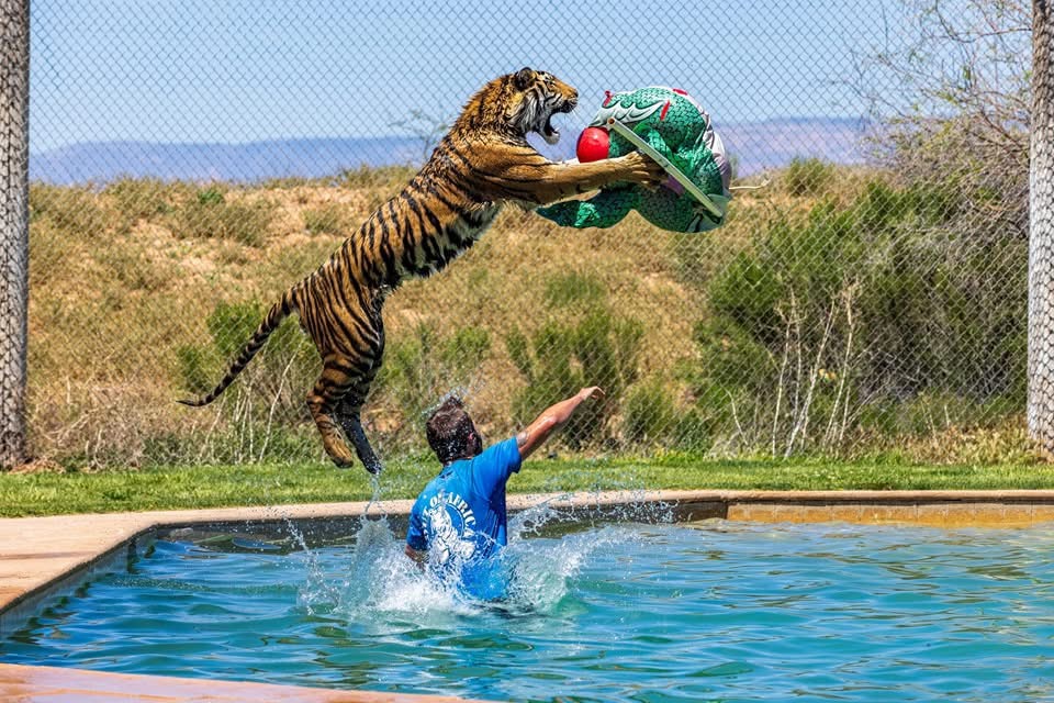 Trainer in pool catching tiger mid-air with colorful frisbee.