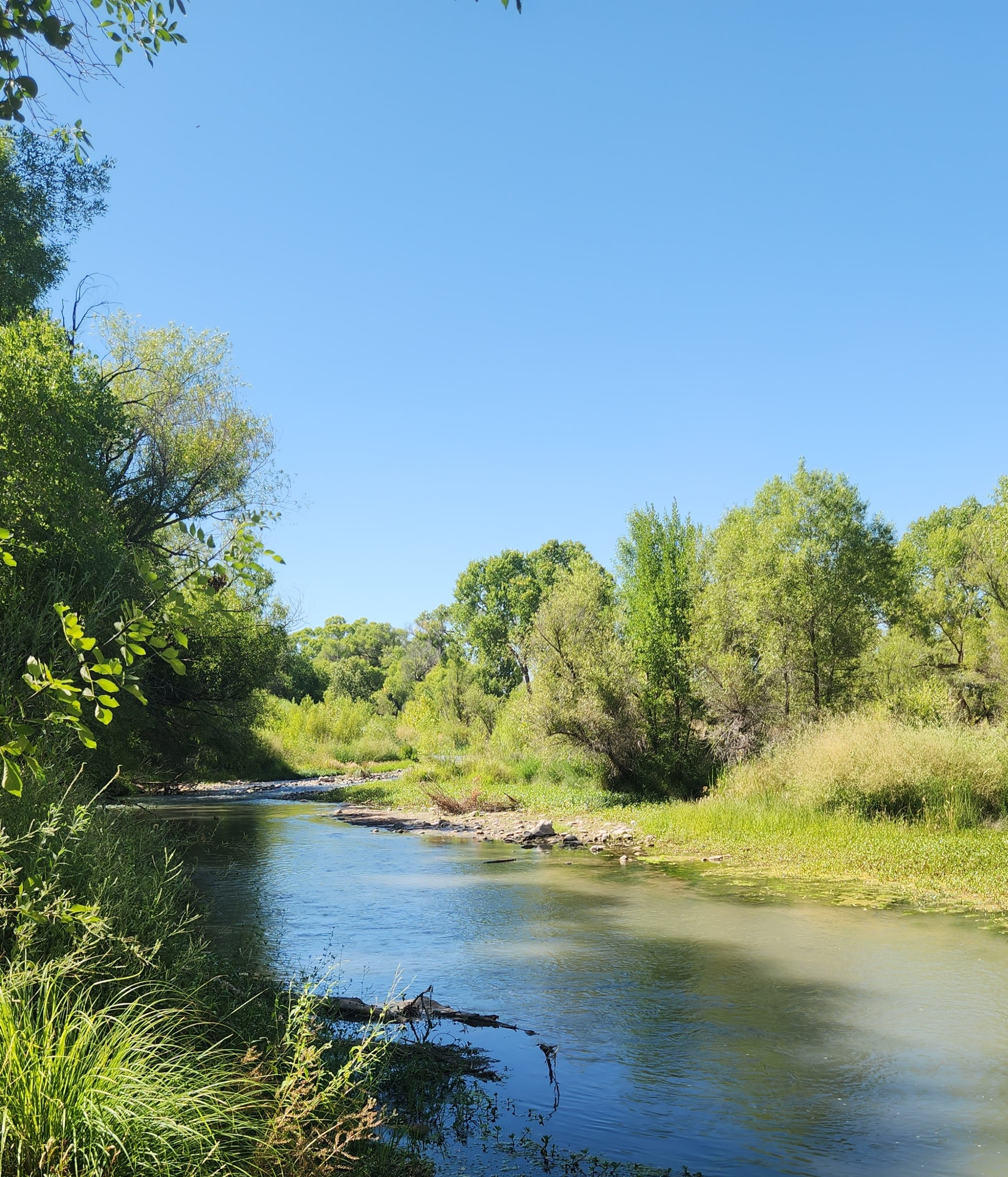 Serene river flowing through lush green forest under clear blue sky