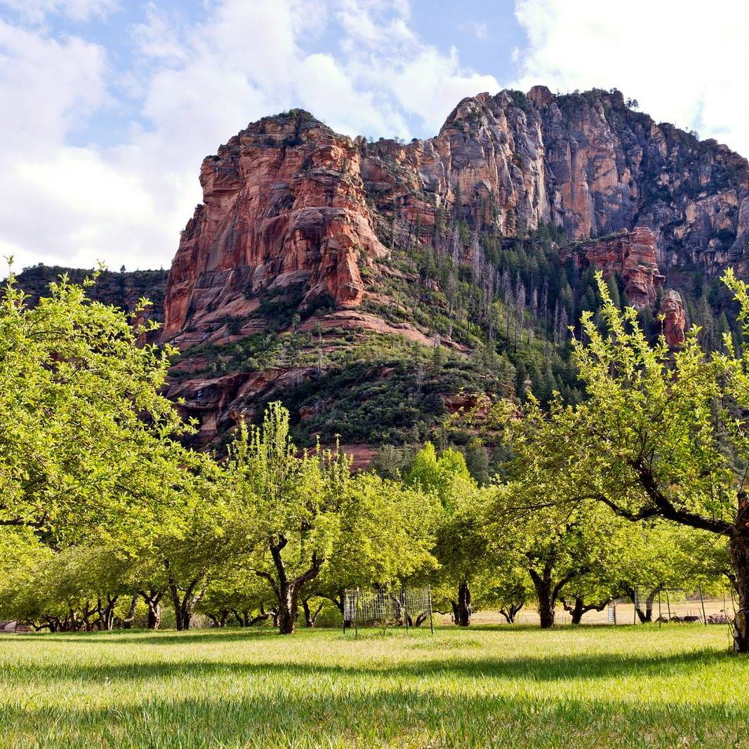 Scenic red rock formations and lush green trees in Zion National Park