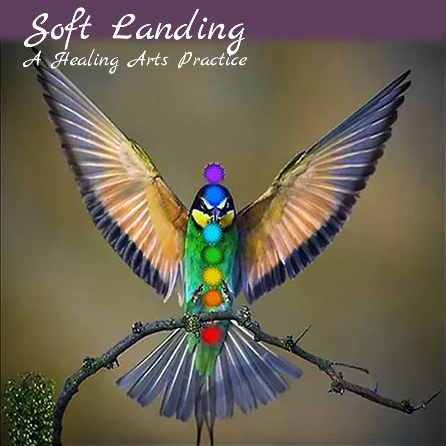 Colorful bird with spread wings symbolizing healing arts practice, Soft Landing.