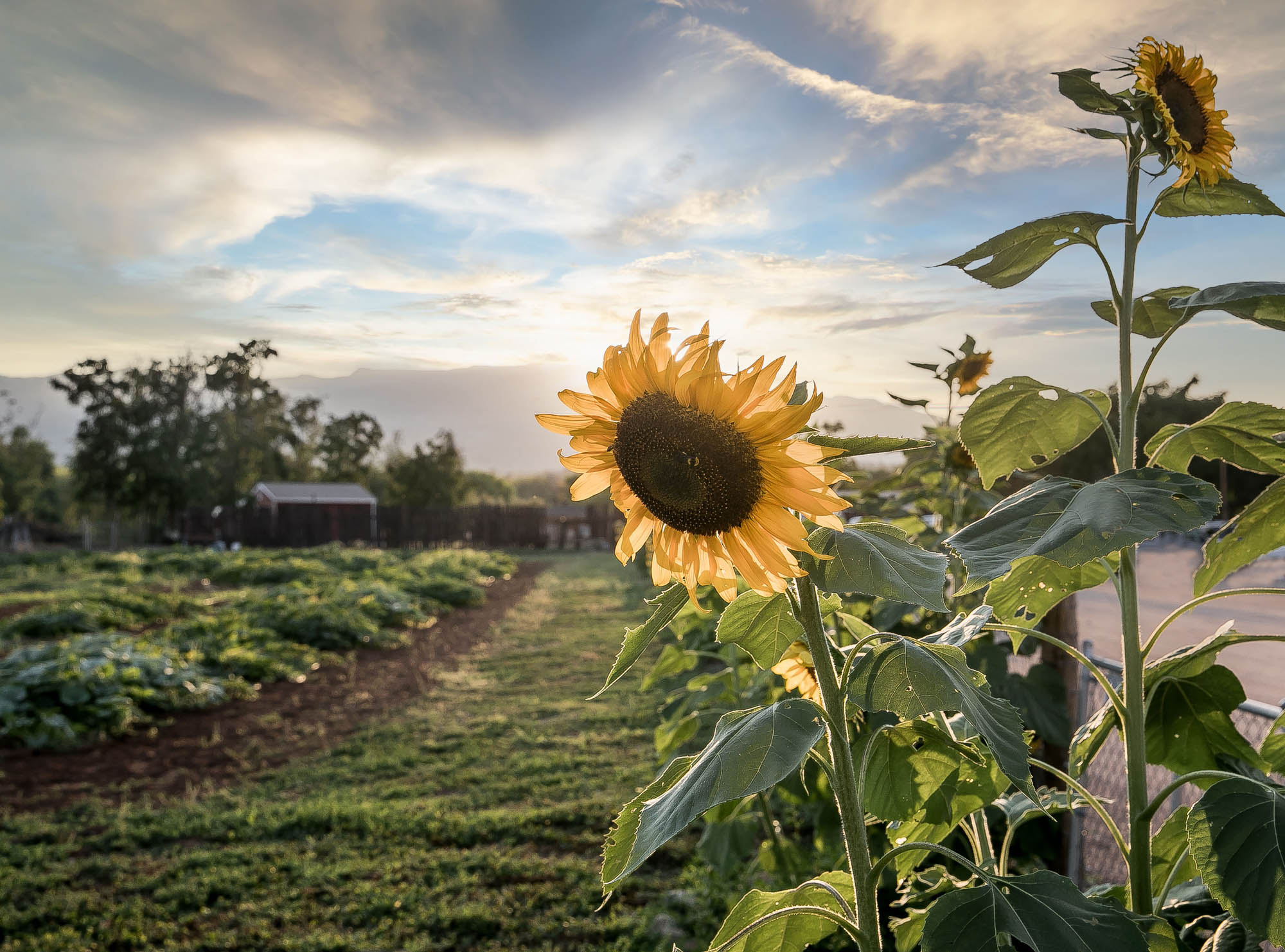 Sunflower in bloom at sunset in a lush agricultural field