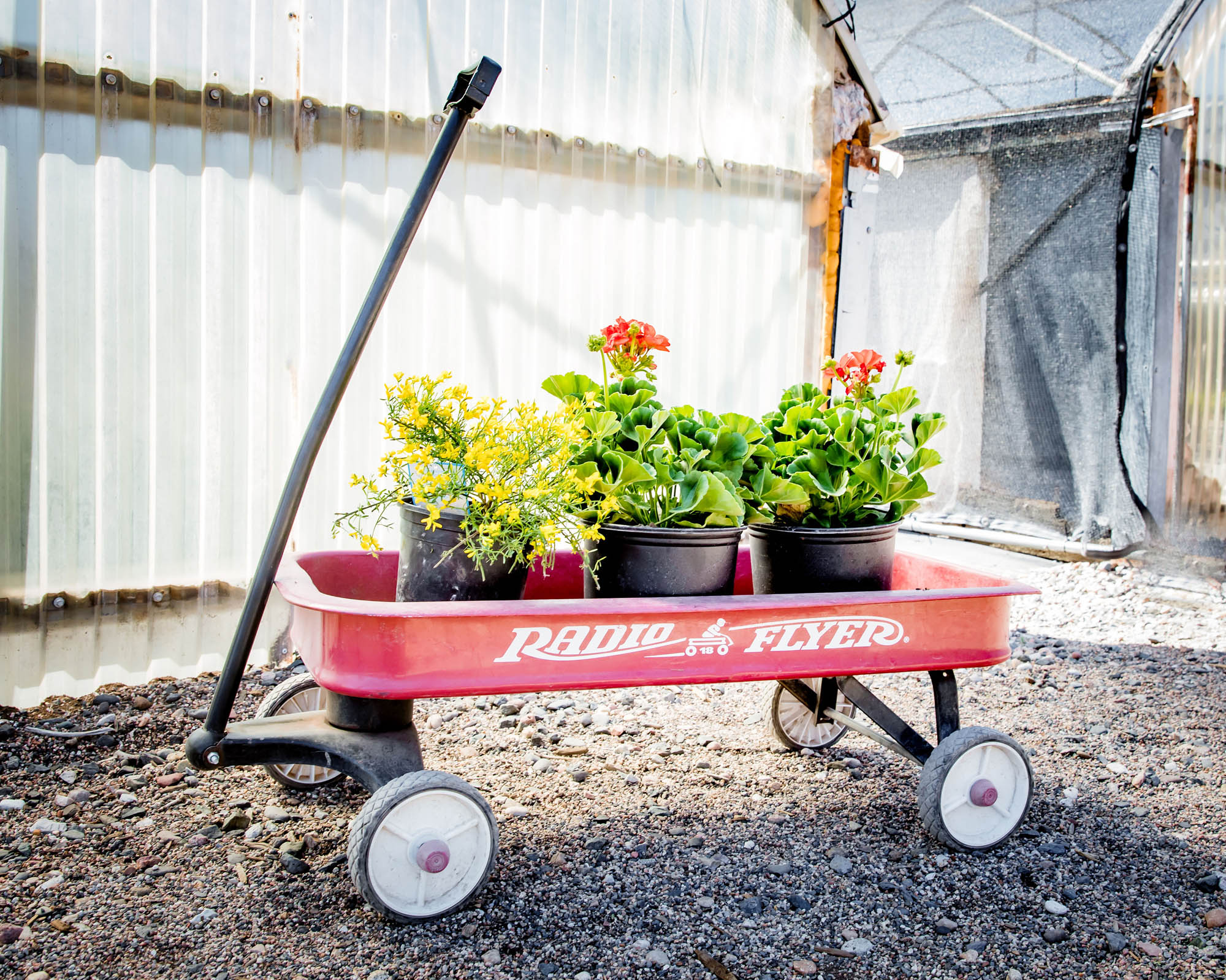 Red Radio Flyer wagon carrying potted flowering plants outdoors.