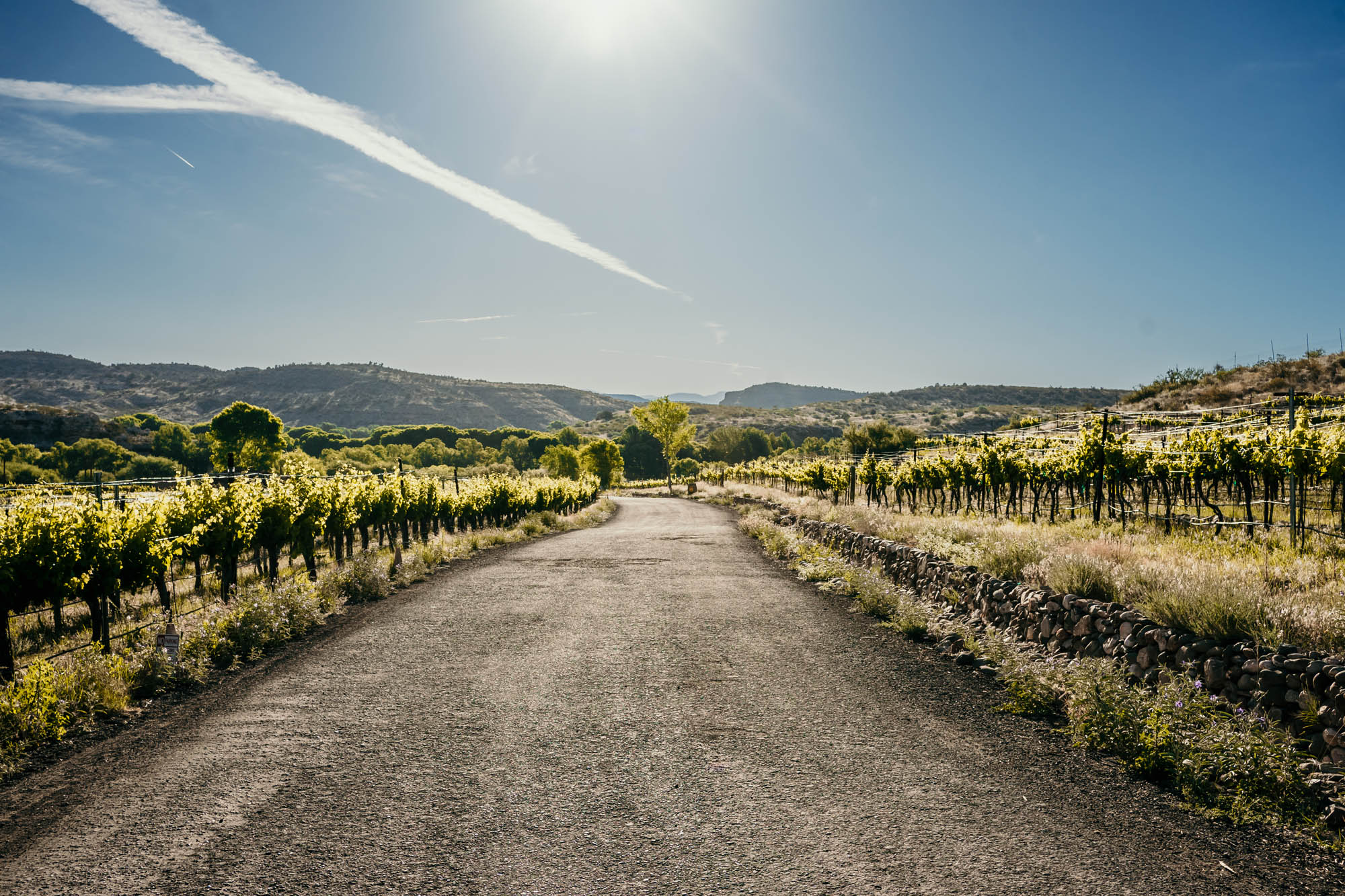 Scenic vineyard pathway with lush green grapevines under bright blue sky.