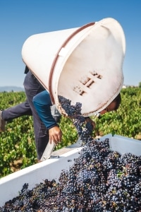 Vineyard worker pours harvested grapes into a bin during harvest season.